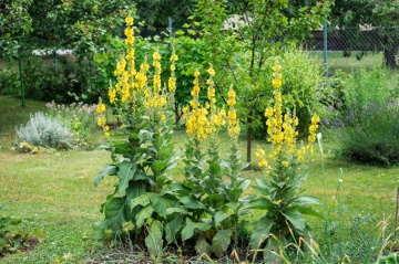 Lumanarica (500 seminte) Large Flowered Mullein - Verbascum densiflorum, planta medicinala cu efect expectorant, antiinflamator, analgezic, Saflax - Img 4