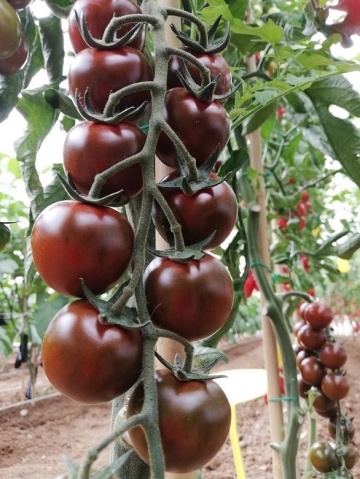 Luther F1 (10 seminte) tomate cherry exotice nedeterminate, productive, rezistente la crapare, Seklos