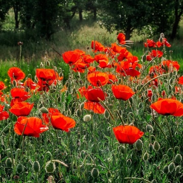 Mac rosu de camp (100 gr) seminte planta anuala salbatica, Papaver rhoeas, Toraf - Img 2