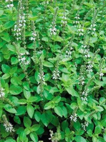 Magheran (0.4 gr) seminte de maghiran, planta aromatica pentru condimentarea alimentelor, Agrosem - Img 1