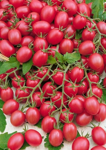 Malinowy Kapturek (30 seminte) rosii cherry randament foarte mare, fructe foarte gustoase, Seklos