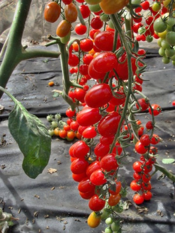 Mandat F1 (10 seminte) rosii cherry mini-prunisoare nedeterminate timpurii, foarte dulci, Chemy Farm