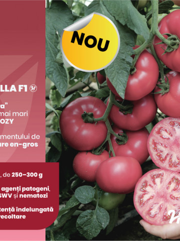 Manistella F1 (500 seminte) tomate de culoare roz, nedeterminate, rezistenta la crapare, Hazera - Img 2