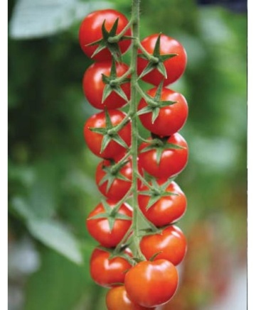 Marghol F1 (250 seminte) de rosii nedeterminate de tip cherry, perioada lunga de pastrare, rezistenta la crapare, Yuksel