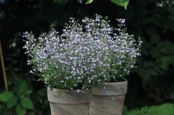 Marvelette Blue FSN (30 seminte) Calamint, Menta Mica, aromatica si decorativa, flori albastre, Seklos - Img 3