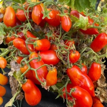 Marzanino F1 (500 seminte) rosii cherry prunisoare tip San Marzano, semitimpurii nedeterminate, La Semiorto Sementi