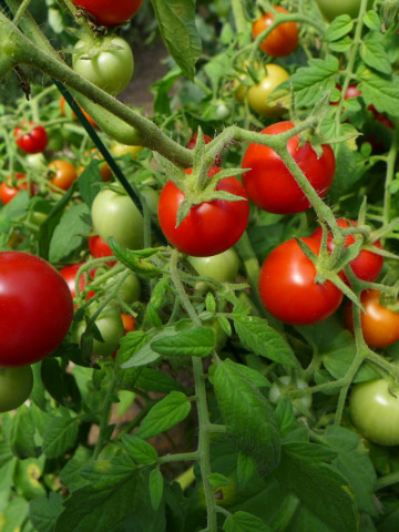 Maskotka (150 seminte) tomate cherry determinate, ideale pentru ghivece, PlantiCo - Img 2