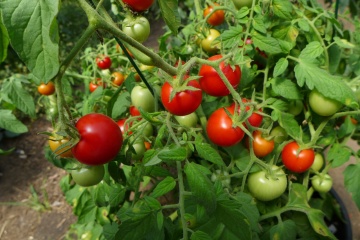 Maskotka (150 seminte) tomate cherry determinate, ideale pentru ghivece, Legutko - Img 2
