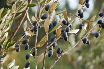 Maslin (20 seminte) Common Olive - Olea europea, arbore decorativ vesnic verde, Saflax - Img 2
