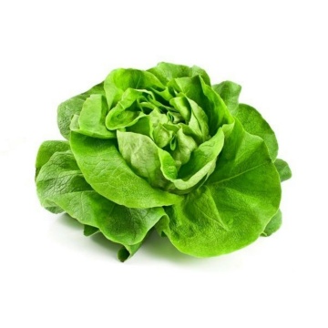 May Queen BIO (800 seminte) salata verde BIO timpurie, tip Butterhead, frunze gustoase, Seklos - Img 2