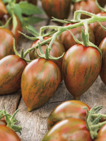 Melange F1 (5 seminte) rosii cherry extra-timpurii, fructe mici cu coaja subtire, rosu inchis cu dungi verzi, foarte gustoase si aromate, Seklos  - Img 1
