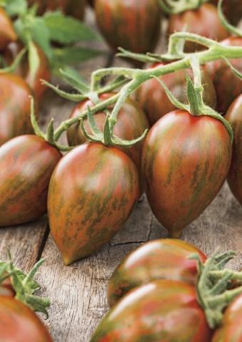 Melange F1 (5 seminte) rosii cherry extratimpurii, fructe mici rosu inchis cu dungi verzi, foarte gustoase si aromate, Seklos
