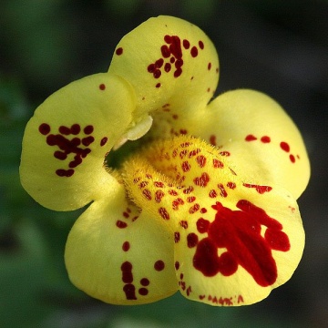 Mimulus (120 seminte) planta perena, diferite culori, Agrosem - Img 5