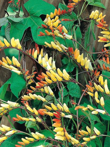 Mina lobata (0.5 grame) seminte de flori urcatoare pentru decorarea teraselor, Opal - Img 1