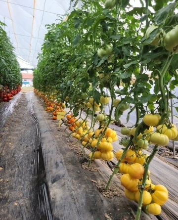 Monte Yellow F1 (250 seminte) tomate nedeterminate, fructe mari galbene, costate, gust deosebit, Fito Semillas - Img 2