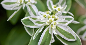 Mountain Snow (120 seminte) Euphorbia Zapada Muntelui, frunze ornamentale bicolore, verde-alb, Seklos - Img 3