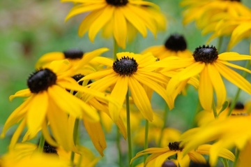 My Joy (0.5 gr) seminte Rudbeckia flori galben-aurii cu centrul ciocolatiu, Toraf - Img 3