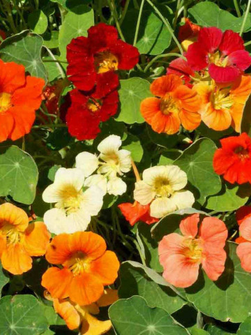 Nasturel - Condurul Doamnei catarator mix (2 g) seminte de Tropaeolum majus - Papucul Doamnei, plante anuale urcatoare, de diferite culori, Opal - Img 1