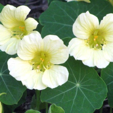 Nasturtium Moonlight (25 seminte) Condurul Doamnei urcator flori galbene, inflorire abundenta, Seklos - Img 4
