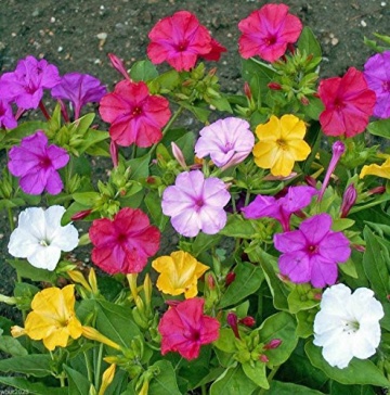 Noptite Mix (30 seminte) flori Mirabilis mix Barba-Imparatului (Mirabilis jalapa) Agrosem - Img 2