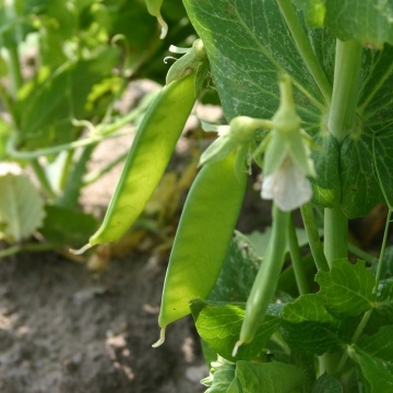 Norli (20 gr) mazare de gradina soi timpuriu, pastai comestibile dulci, Seklos - Img 2