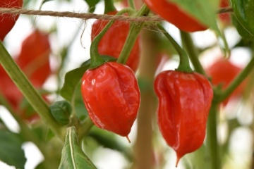 NuMex Suave Red BIO (20 seminte) ardei iute aroma tropicală specifica habanero, ReinSaat - Img 6