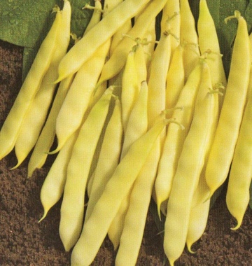 Odir (100 gr) seminte fasole pitica, pastai galbene late, fara ate, fragede, Kertimag