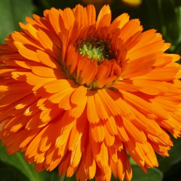Orange Gitana (200 seminte) Galbenele de ghiveci flori portocalii, Seklos - Img 1