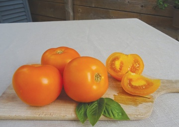 Orange Queen (60 seminte) tomate tardive nedeterminate, portocalii, stralucitoare, Sekluva - Img 3