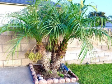 Palmier Curmal pitic (25 seminte) Pigmy Date Palm - Phoenix roebelenii, crestere lenta, ideal pentru ghiveci, Saflax - Img 3