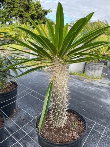 Palmier de Madagascar (10 seminte) Madagascar Palm - Pachypodium lamerei, planta suculenta asemanatoare palmierului, flori albe superbe, Saflax - Img 2