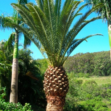 Palmier Phoenix de Canare (10 seminte) Canary Date Palm - Phoenix canariensis, curmal foarte decorativ, Saflax - Img 2