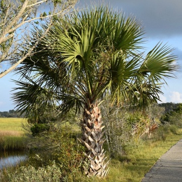 Palmier Sabal Palmetto (8 seminte) Palmetto Palm, palmier din Florida, frunze albastru-verzui, Saflax - Img 4