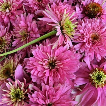 Paradiso Super-Duper (15 seminte) Echinacea perena, flori semi-batute roz, Seklos - Img 5