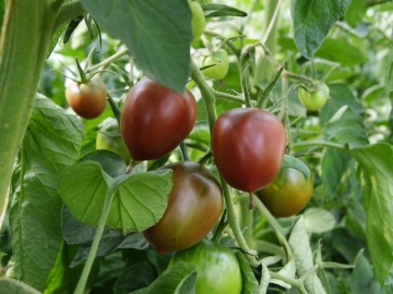 Paul Robson BIO (25 seminte) tomate cu pulpa groasa, gust dulce, colorate cu verde-violet, ReinSaat - Img 4