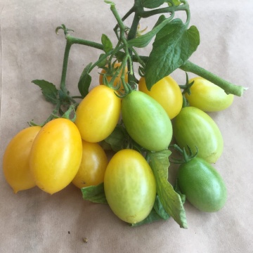 Peardrops (30 seminte) rosii cherry galbene, dulci, soi foarte productiv de balcon, Seklos