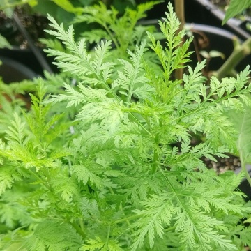Pelinita, Pelin Dulce (250 seminte) Sweet Wormwood Qing Hao - Artemisia annua, planta medicinala antiseptica, antiparazitara, stimulent hepato-digestiv, Saflax - Img 4