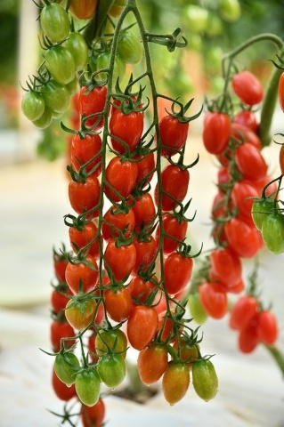 Pendragon F1 (100 seminte) tomate mini-prunisoare nedeterminate, rezistente la boli, foarte gustoase, Hazera