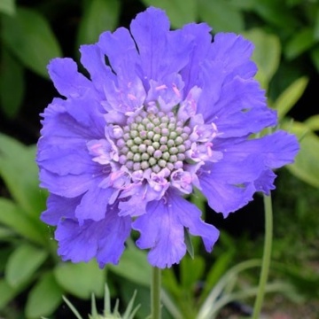 Perfecta Blue (2 gr) seminte Muscata Dracului Scabiosa flori perene albastre, duble, Seklos