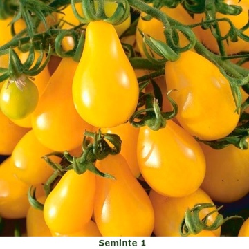 Perun (30 seminte) de rosii galbene tip cherry prunisoara, Seklos - Img 3