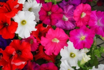 Petunia Fimbriata (0,2 gr) Petunie flori franjurate, diverse culori, Opal - Img 2
