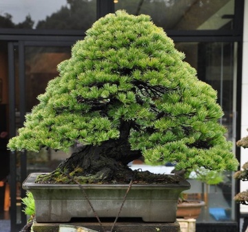 Pin Mediteranean (1 set pentru plantat) seminte Pinus pinea, ideal pentru bonsai, Toraf - Img 6