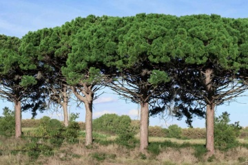 Pin Mediteranean (6 seminte) Stone Pine - Pinus pinea, ace moi, culoare verde inchis, Saflax - Img 2