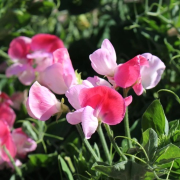 Pink Cupid (1 gr) seminte Sangele Voinicului pitic, flori parfumate bicolore, roz cu alb, Toraf - Img 3