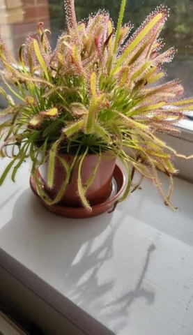 Planta Carnivora - African Sundew (10 seminte) Drosera capensis, ideala pentru atragerea mustelor de fructe, Saflax - Img 5