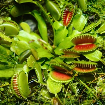 Planta Carnivora - Venus Fly Trap (10 seminte) Dionaea muscipula, frunze mobile, capcane de insecte, Saflax - Img 2