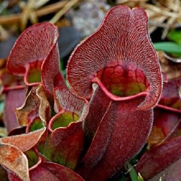 Plante Carnivore mix - Pitcher Plant (10 seminte) Sarracenia flava / S. purpurea, forma de ulcior, culori galben verzui si rosie, Saflax - Img 7