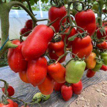 Portento F1 (100 seminte) tomate tip San Marzano, Seminis