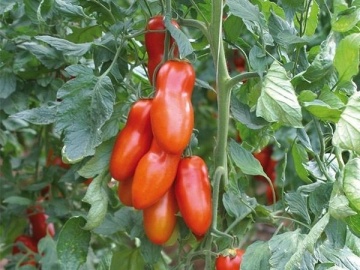 Pozzano F1 (250 seminte) seminte rosii nedeterminate tip San Marzano, tomate alungite productive, gust excelent, rezistente la boli, Enza Zaden - Img 2