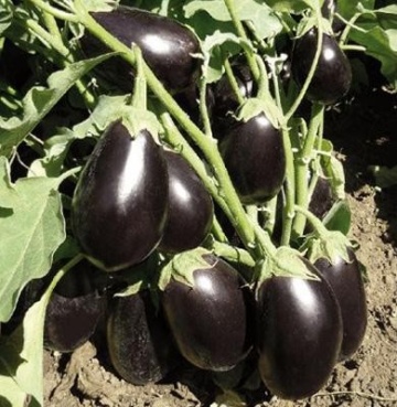 Printul Negru F1 (200 seminte) de vinete soi foarte productiv, gust excelent, Superior Serbia - Img 2